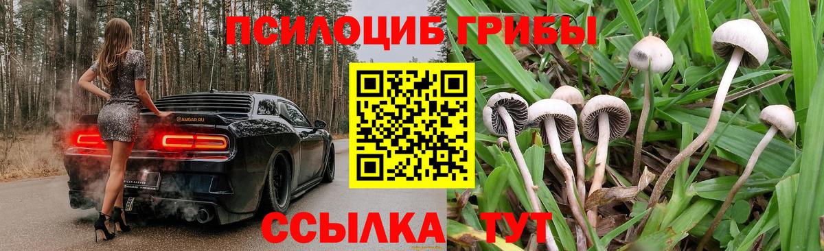 Галлюциногенные грибы Psilocybe Чапаевск